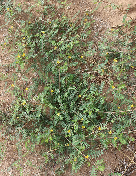  Kallstroemia californica